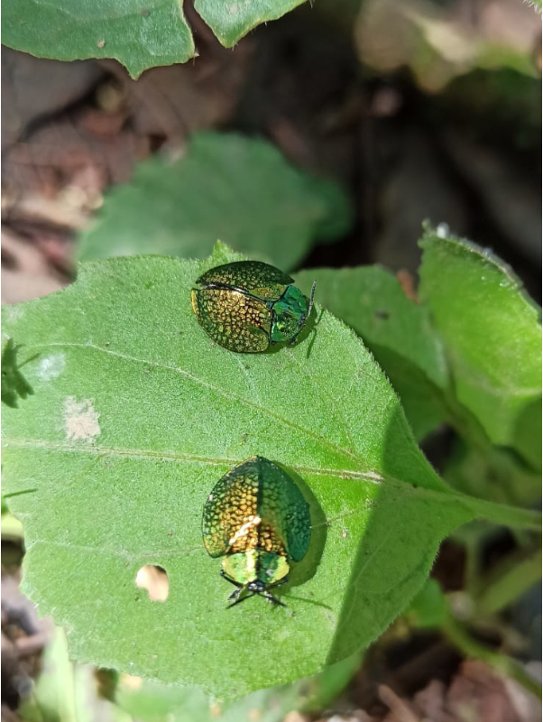 The valuable natural treasure protected by El Morado.